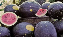 吃瓜爆料黑料10-21,10月21日吃瓜爆料黑料大揭秘